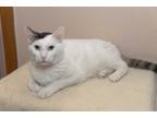 Adopt Pink Floyd a White (Mostly) Domestic Shorthair (short coat) cat in