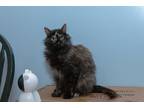 Adopt Lyla a Tortoiseshell Maine Coon (long coat) cat in Chicago, IL (38218325)
