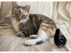 Adopt Amy a Torbie