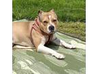 Adopt Max a Tan/Yellow/Fawn - with White American Staffordshire Terrier / Mixed