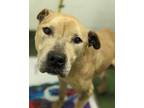 Adopt Raleigh a Tan/Yellow/Fawn American Pit Bull Terrier / Mixed dog in