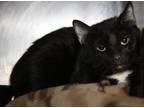Adopt Opal (Spayed/Combo Tested) a Black & White or Tuxedo Domestic Shorthair