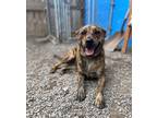 Adopt Pixie a Brindle Plott Hound / Mixed dog in Spencerport, NY (38219000)
