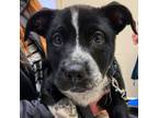 Adopt Freckles a American Pit Bull Terrier / Border Collie dog in Twin Falls