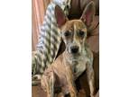 Adopt Chester a Brindle - with White Feist / Australian Cattle Dog / Mixed dog