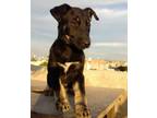 Adopt Maggie a Black - with Tan, Yellow or Fawn German Shepherd Dog / Mixed dog