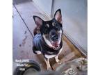 Adopt Wandi a Black German Shepherd Dog / Mixed dog in Edinburg, TX (38214122)