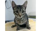 Adopt Dexter a Gray or Blue Domestic Mediumhair / Mixed cat in Livingston