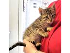 Adopt Demi a Gray or Blue Domestic Mediumhair / Mixed cat in Livingston