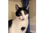 Adopt April (LE) a Black & White or Tuxedo Domestic Shorthair (short coat) cat
