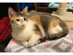 Adopt Cali a Calico or Dilute Calico Calico (short coat) cat in Jacksonville