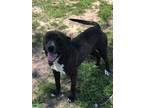 Adopt Tom a Black - with White American Pit Bull Terrier / Mixed dog in Harris
