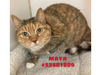 Adopt Maya a Tan or Fawn Domestic Shorthair / Domestic Shorthair / Mixed cat in