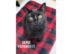 Adopt Duke a All Black Domestic Shorthair / Domestic Shorthair / Mixed cat in