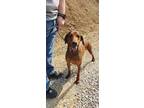Adopt Stumpy a Brown/Chocolate - with Tan Mountain Cur / Mixed dog in Hyden