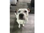 Adopt Piper a White - with Black Pit Bull Terrier / Mixed dog in Wethersfield