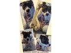 Adopt Pickles a Brindle - with White American Pit Bull Terrier / Mixed dog in