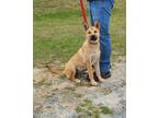 Adopt LYNDY a Brown/Chocolate Shepherd (Unknown Type) / Mixed dog in Clinton