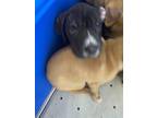 Adopt Barry a Brown/Chocolate Mixed Breed (Medium) dog in Whiteville