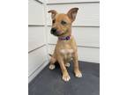 Adopt Dallas a Tan/Yellow/Fawn - with White Basenji / German Shepherd Dog /