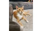 Adopt Cheeto a Orange or Red Tabby Domestic Shorthair (short coat) cat in