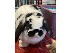 Adopt Daisy (Bonded to Mr.Lola) a Black American / Mixed (short coat) rabbit in