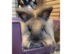 Adopt Mr. Lola (Bonded to Daisy) a Chocolate American / Mixed rabbit in Pomona