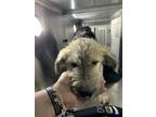 Adopt Brewski a Gray/Blue/Silver/Salt & Pepper Terrier (Unknown Type