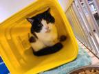 Adopt Mackerel a All Black Domestic Shorthair / Domestic Shorthair / Mixed cat