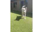 Adopt Aspen a White Labrador Retriever / German Shepherd Dog / Mixed dog in