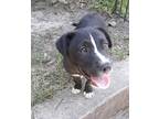 Adopt Luna a Black - with White Border Collie / Labrador Retriever / Mixed dog