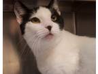 Adopt Nelly a White Domestic Shorthair / Domestic Shorthair / Mixed cat in