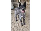 Adopt Poseidon a Merle Australian Cattle Dog / Mixed dog in Fowler