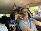 Adopt Wick a Black - with Tan, Yellow or Fawn Miniature Pinscher / Mixed dog in