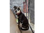 Adopt Opie a Tricolor (Tan/Brown & Black & White) Pit Bull Terrier / American