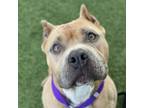 Adopt Nala a Tan/Yellow/Fawn American Pit Bull Terrier / Mixed dog in Los