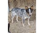 Adopt Calypso a Merle Australian Cattle Dog / Mixed dog in Fowler, CA (38226536)
