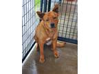 Adopt CJ Calamity Jane a Red/Golden/Orange/Chestnut Chow Chow / Shepherd