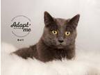 Adopt Bell a Gray or Blue Domestic Shorthair (short coat) cat in Salt Lake City