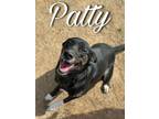 Adopt Patty a Labrador Retriever, Retriever