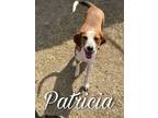 Adopt Patricia a Hound, Labrador Retriever