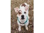 Adopt Pandee a White - with Brown or Chocolate Mixed Breed (Medium) / Mixed dog