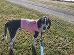 Adopt Sterling a Tricolor (Tan/Brown & Black & White) Treeing Walker Coonhound /