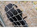 Adopt Ethel a Black Labrador Retriever / Mixed dog in East Dundee, IL (38234367)