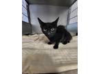Adopt Mavis a All Black Domestic Shorthair / Domestic Shorthair / Mixed cat in