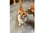 Adopt Ice Spice a American Shorthair