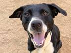 Adopt Lily a Black Mixed Breed (Medium) / Mixed dog in Georgetown, TX (38321792)