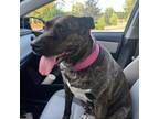 Adopt Xena a Husky, American Staffordshire Terrier