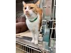 Adopt Neville Furbottom a Domestic Shorthair / Mixed (short coat) cat in Tiffin