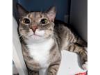 Adopt Bam Bam a Gray or Blue Domestic Shorthair / Mixed cat in Durham